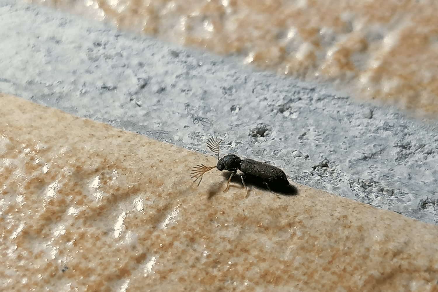 Gekämmter Nagekäfer